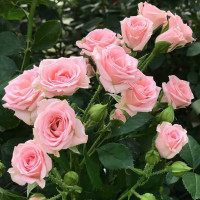 Саженцы Роза спрей Лидия