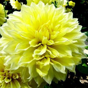 Саженцы Георгина макси Kelvin Floodlight (Кельвин Флудлайт)