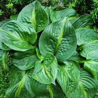 Саженцы Хоста Victor (Виктор) М