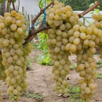 Саженцы Виноград Валентина