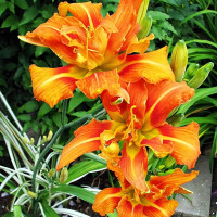 Саженцы Лилейник Kwanso Variegata (Кванзо Вариегата)