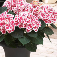 Саженец Гортензия крупнолистная Tivoli (Тиволи)