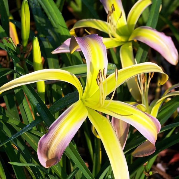 Саженцы Лилейник String-Bikini (Стринг-Бикини)