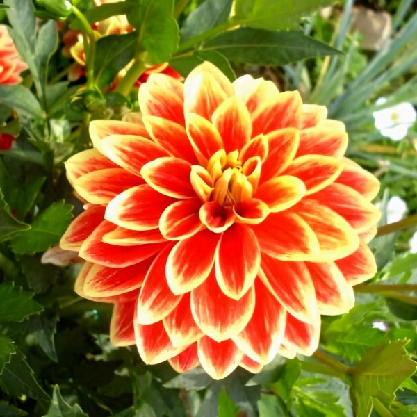 Саженцы Георгина Maxime