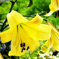 Луковицы Саженцы Лилия ОТ гибрид Rising Moon (Райзинг Мун) (3шт.)