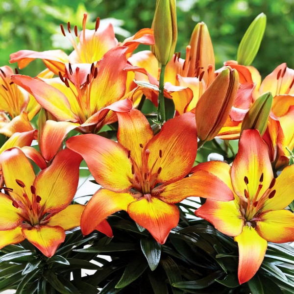 Луковицы  Лилия азиатская Sunset Joy (Сансет Джой) (3шт.)