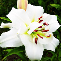Луковицы Саженцы Лилия ОТ гибрид White Eyes (Уайт Айз) (3шт.)
