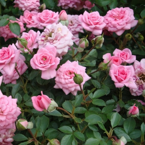 Саженцы Роза спрей Шугар Беби