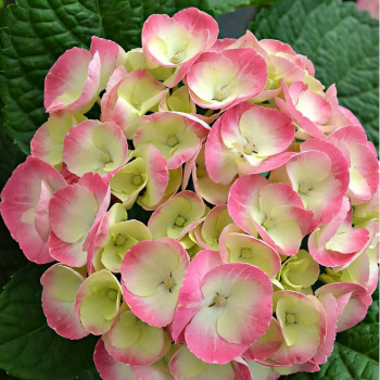 Гортензия крупнолистовая Rembrandt Dolce Chic (Рембранд Дольче Шик)
