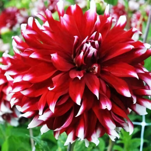 Саженцы Георгина макси Davos (Давос)