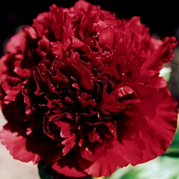 Саженцы Пион Commando (Командо)