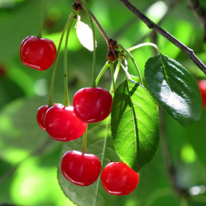 Саженцы Вишня войлочная