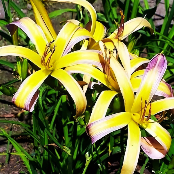 Саженцы Лилейник String-Bikini (Стринг-Бикини)