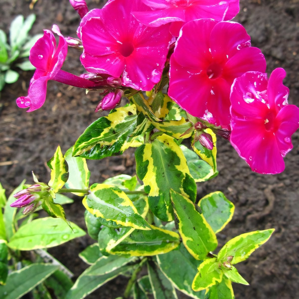 Саженцы Флокс метельчатый Giltmine (Гилтмайн)