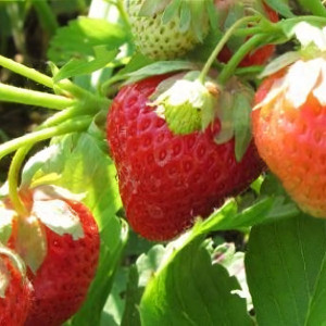 Клубника  Априка  (упаковка 5 шт.)