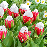 Луковицы Тюльпан Айс Крим (в упаковке - 3шт.)