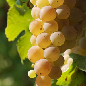 Саженцы Виноград Мускат белый