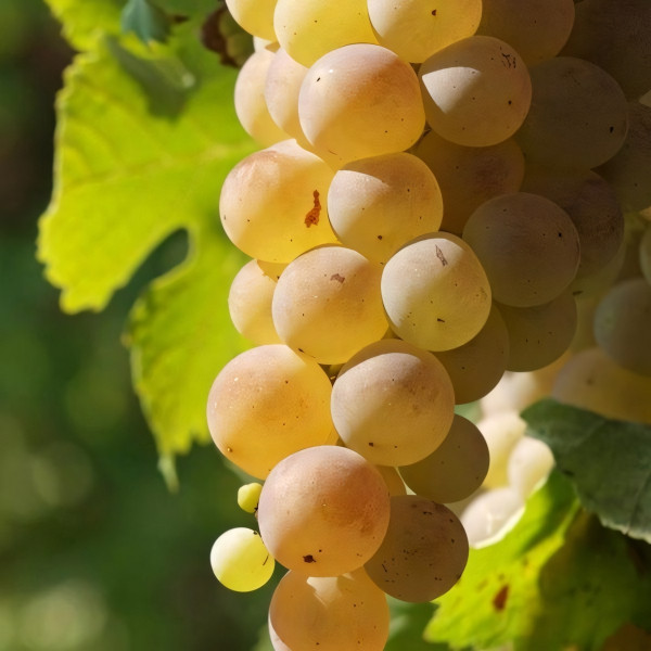 Саженцы Виноград Мускат белый