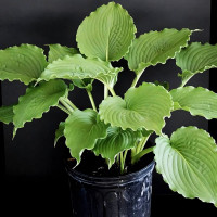 Саженцы Хоста Clovelly (Кловелли) М