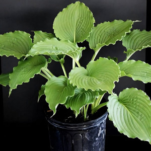 Саженцы Хоста Clovelly (Кловелли) М