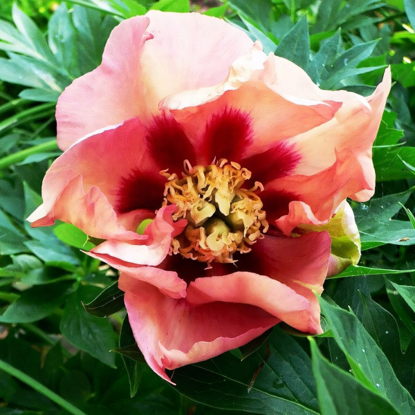 Саженцы Пион Old Rose Dandy (Олд Роуз Денди)