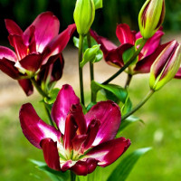 Луковицы  Лилия азиатская Double Sensation (Дабл Сенсейшен) (3шт.)