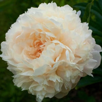 Саженцы Пион Summer Glow (Саммер Глоу)