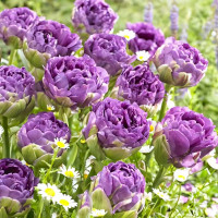 Луковицы Тюльпан махровый Блю Вау (в упаковке - 3шт.)