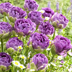 Тюльпан махровый Блю Вау (в упаковке - 3шт.)