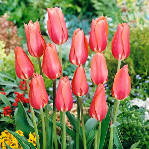 Тюльпан Перестройка (в упаковке - 3шт.)