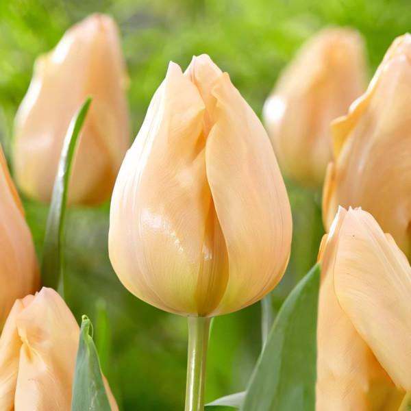 Луковицы Тюльпан Эприкот Бьюти (в упаковке - 3шт.)