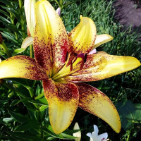 Луковицы  Лилия азиатская Juliet's Joy (Джульетс Джой) (3шт.)