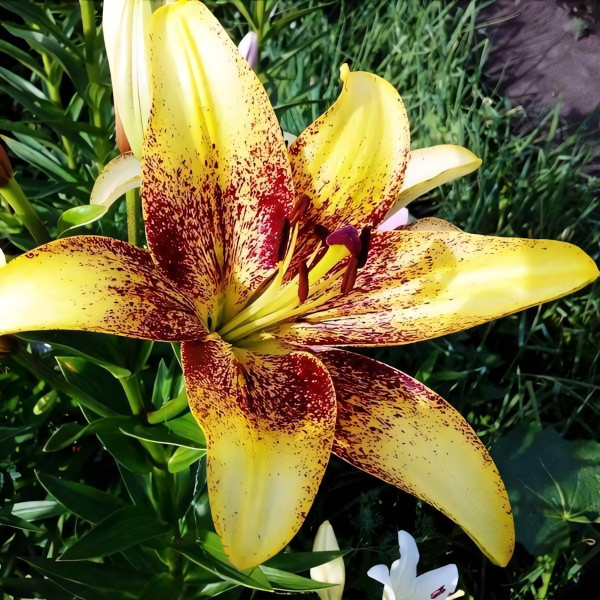 Луковицы  Лилия азиатская Juliet's Joy (Джульетс Джой) (3шт.)