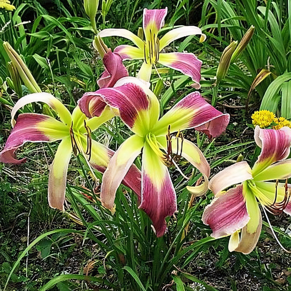 Саженцы Лилейник Azur Wings (Азур Вингс)