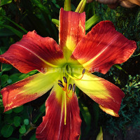 Саженцы Лилейник Long Stocking (Лонг Стокинг)