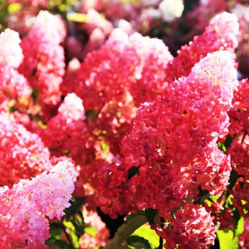 Гортензия метельчатая Fraise Melba (Фрайз Мельба)