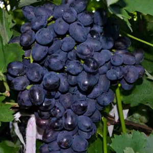 Саженцы Виноград Забава