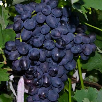 Саженцы Виноград Забава