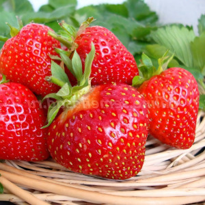 Клубника  ремонтантная Флорина  (упаковка 5 шт.)