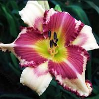 Саженцы Лилейник Raspberry Griffin (Распберри Гриффин)