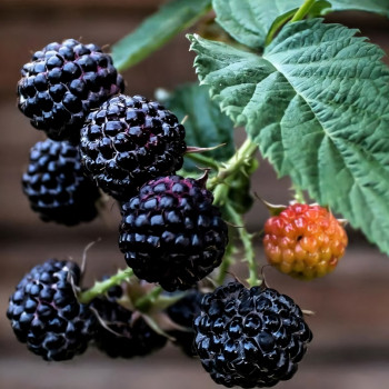 Саженцы Ежемалина Кумберленд