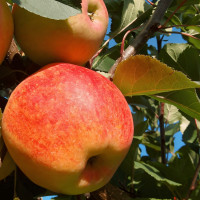 Саженцы Яблоня Чемпион Рено