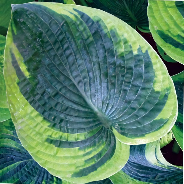 Саженцы Хоста Tokudama Flavocircinalis (Токудама Флавоцирциналис) М