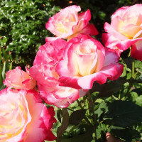 Саженцы Роза чайно-гибридная Дабл Делайт