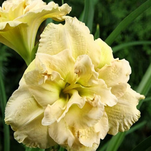 Саженцы Лилейник Bowl of Cream (Боул оф Крим)