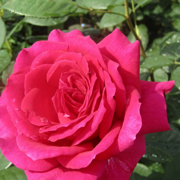 Саженцы Роза чайно-гибридная Биг Перпл