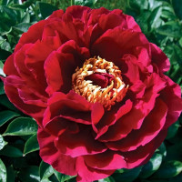 Саженцы Пион Old Faithful (Олд Фэйтфул)