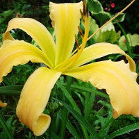 Саженцы Лилейник Spinnaker (Спиннакер)