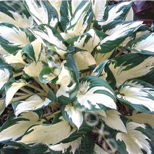 Саженцы Хоста Paul Revere (Пол Ревере) М