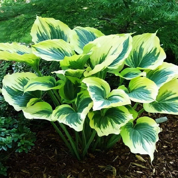 Саженцы Хоста Liberty (Либерти) L